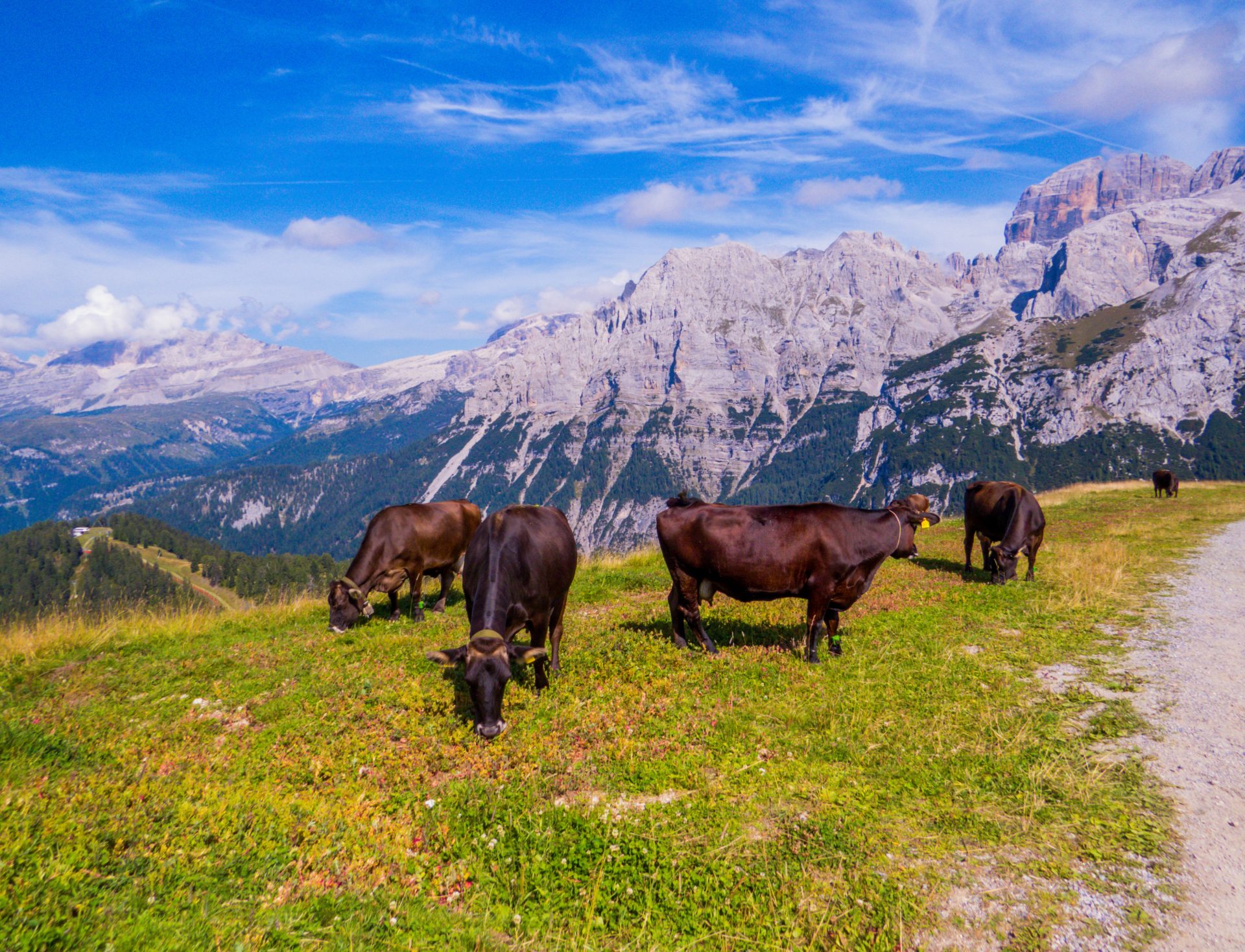 escursioni-malghe-val-rendena